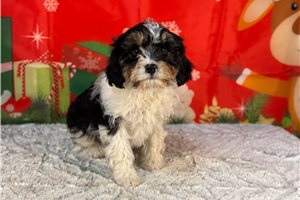 Thaddeus - Cavapoo for sale