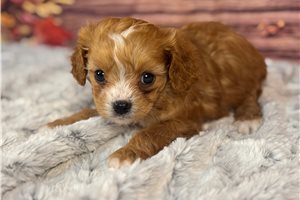 Bindi - Cavapoo for sale