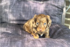 Baxter - puppy for sale