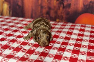Branson - puppy for sale