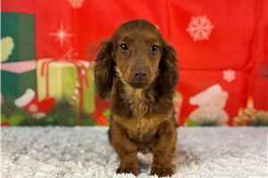 Bronx - Dachshund, Wire for sale