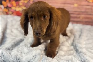 Bodie - Dachshund, Wire for sale