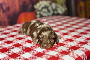 Burton - puppy for sale