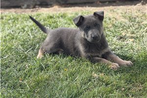 Sasha - puppy for sale