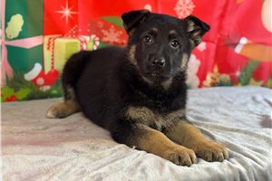 Auburn - German Shepherd for sale