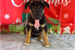 Darius - German Shepherd for sale