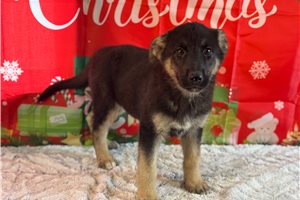 Damian - German Shepherd for sale