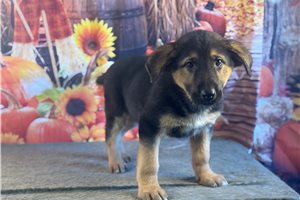 Destiny - German Shepherd for sale