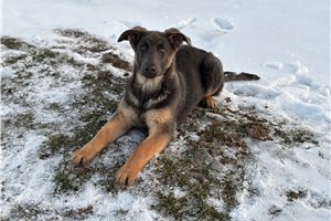 Saffron - German Shepherd for sale