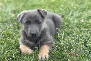 Sable - puppy for sale
