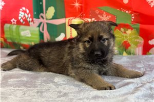 Auster - German Shepherd for sale