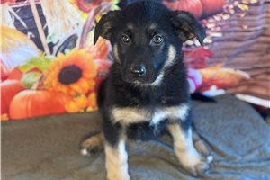 Duke - puppy for sale