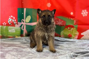 Austin - German Shepherd for sale