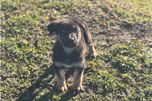 Dave - German Shepherd for sale