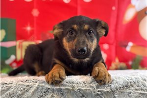 Daphne - German Shepherd for sale