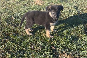 Dagger - German Shepherd for sale