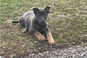 Shadow - puppy for sale