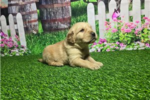 Michael - puppy for sale