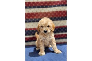 Timothy - Mini Goldendoodle for sale