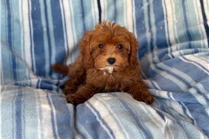 Tasha - puppy for sale