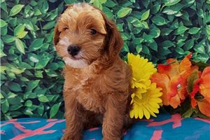Harvard - puppy for sale