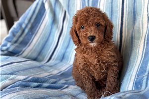 Thorston - puppy for sale