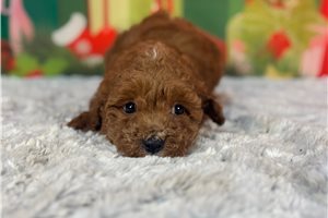 Copper - puppy for sale