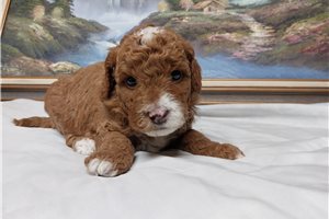 Ford - Goldendoodle, Mini for sale