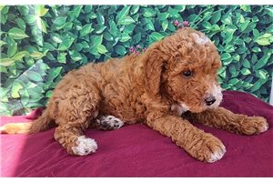 Ford - Mini Goldendoodle for sale