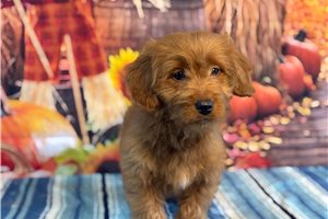 Lavender - puppy for sale