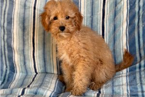 Trucker - Goldendoodle, Mini for sale