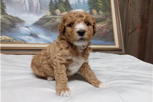 Frederick - puppy for sale