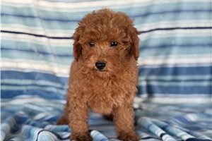 Trent - puppy for sale