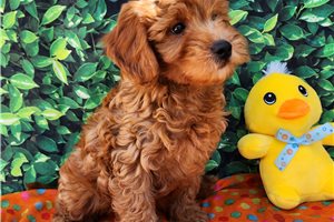 Hayes - Mini Goldendoodle for sale
