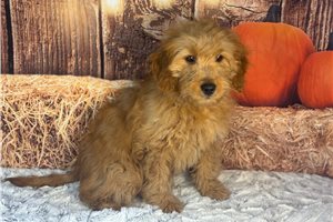 Laurel - Goldendoodle, Mini for sale