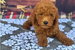 Trudy - puppy for sale