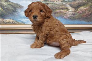 Hayes - Goldendoodle, Mini for sale