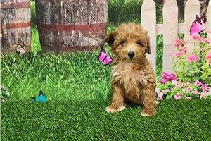 Kamila - puppy for sale