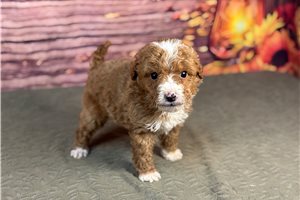 Captain - Goldendoodle, Mini for sale