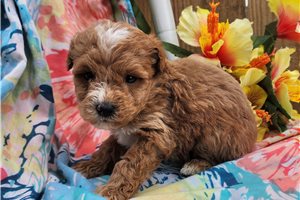 Kiara - puppy for sale