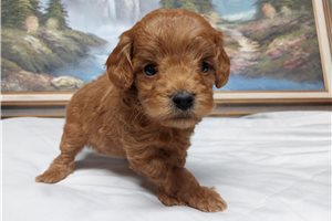 Harlow - Goldendoodle, Mini for sale