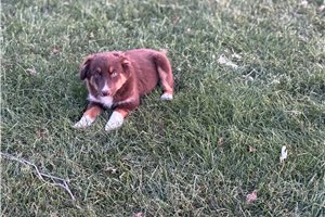 Cooper - puppy for sale