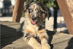 Carson - puppy for sale
