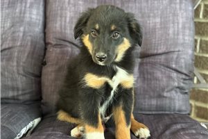 Carlos - puppy for sale