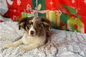 Connor - Miniature Australian Shepherd for sale