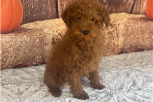 Moby - Poodle, Miniature for sale