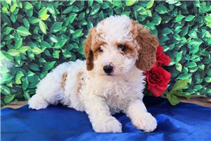 Fabian - puppy for sale