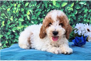 Franklin - Miniature Poodle for sale