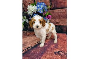 Asher - Miniature Poodle for sale