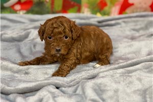 Felix - Poodle, Miniature for sale